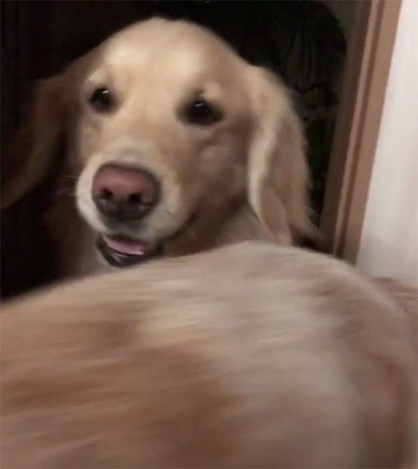 笑顔のゴールデン・レトリーバー