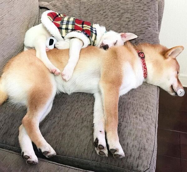 ハルちゃんにくっついて眠るすずちゃん