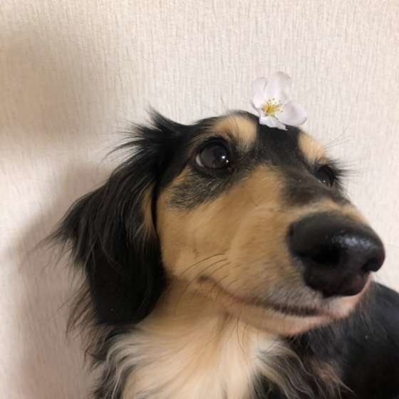 桜を頭にのせたダックス