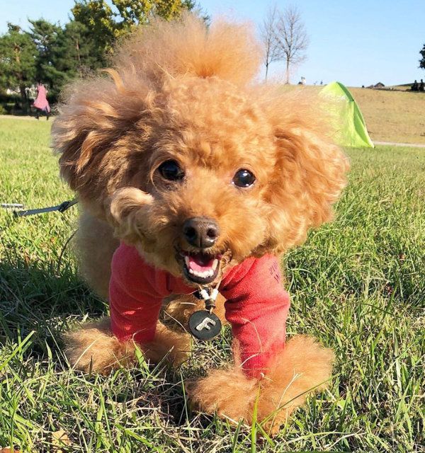 トイ・プードルの福チャン