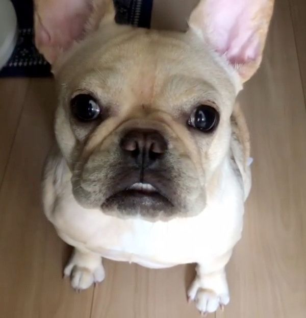 眉毛がすごい犬