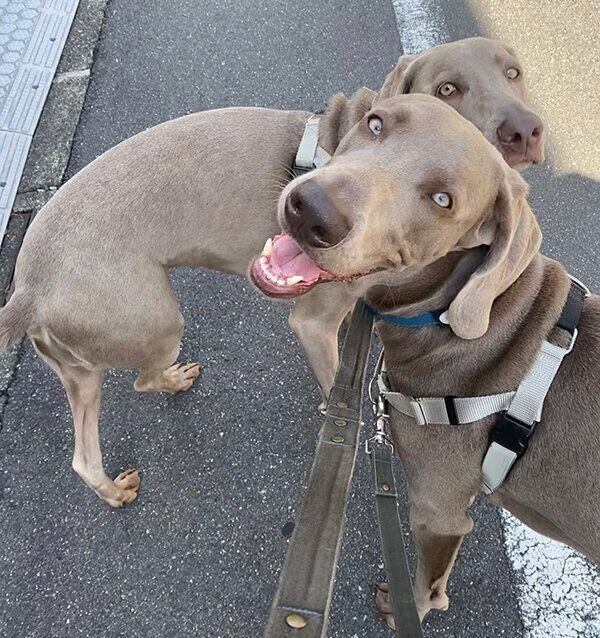 散歩するルピくん、ロアくん