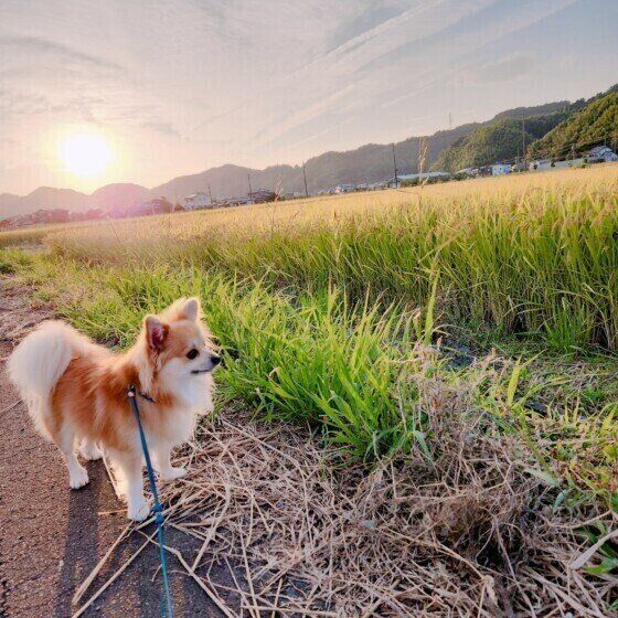 チワワのぷりんくん