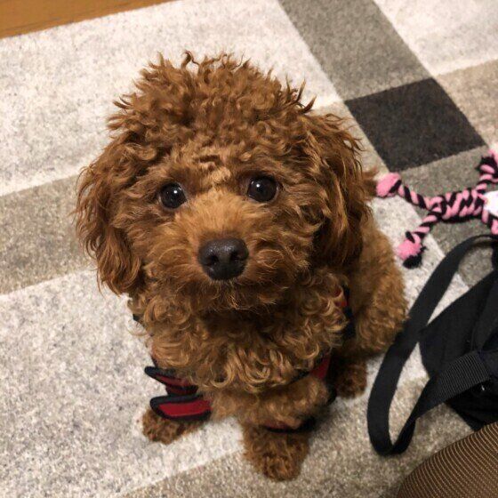 おすわりするトイ・プードル