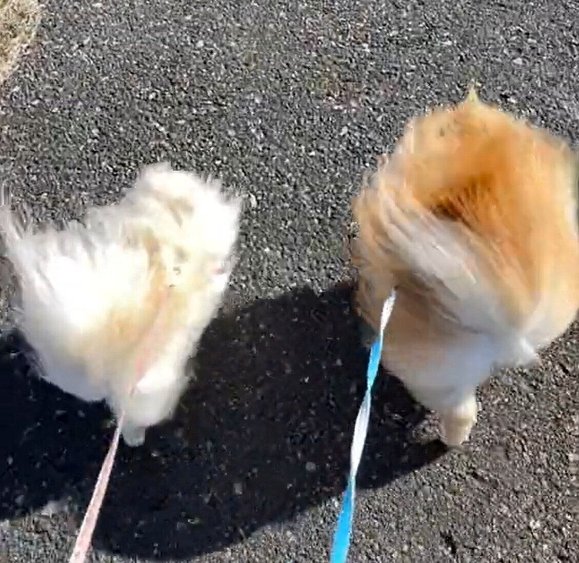 強風の日のお散歩