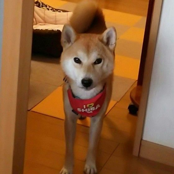 見つめる柴犬