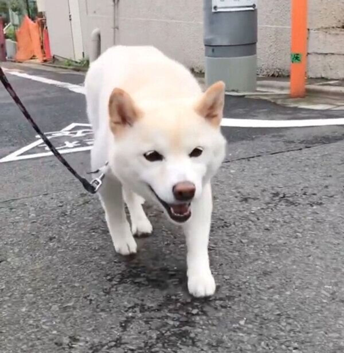 お散歩中に猫ちゃんを発見 ニタニタ顔で そろりそろり と近づく犬が可愛すぎた いぬのきもちweb Magazine お散歩中に猫ちゃんを発見 ニタニタ顔で そろりそろり と近づく犬が可愛すぎた いぬのきもちweb Magazine