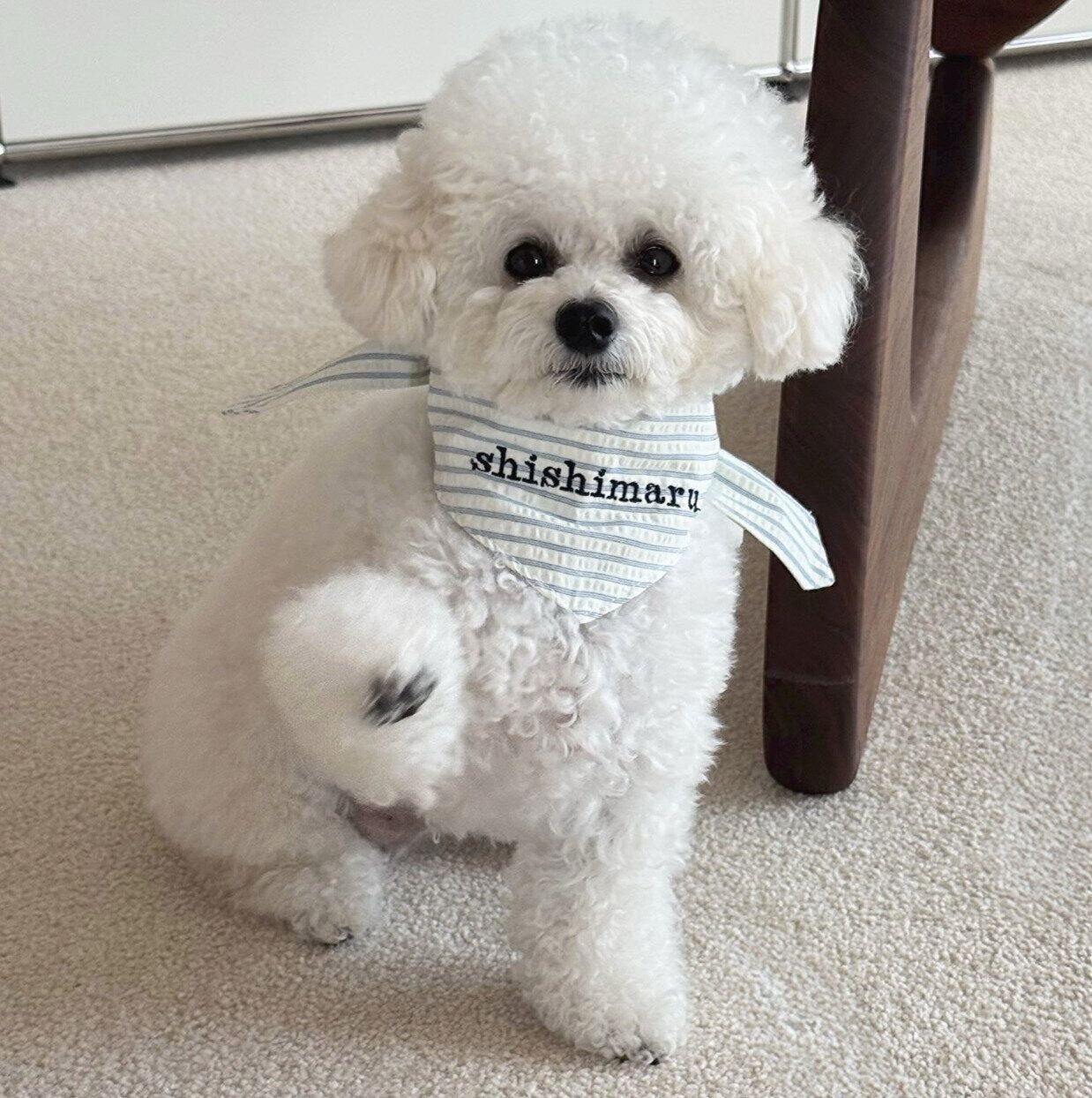 前足を挙げる獅子丸くん