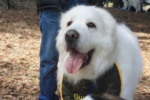 見つめるグレート・ピレニーズ