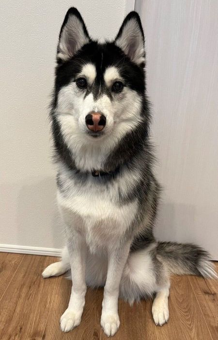 お座りするルーナちゃん