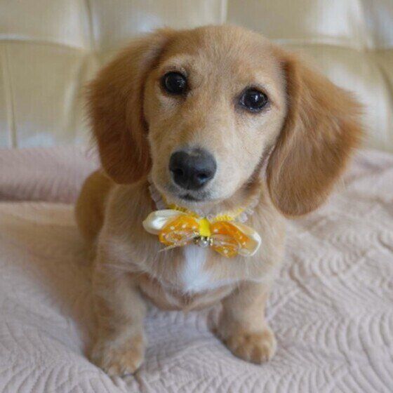  ミニチュア・ダックスフンドのはるちゃん