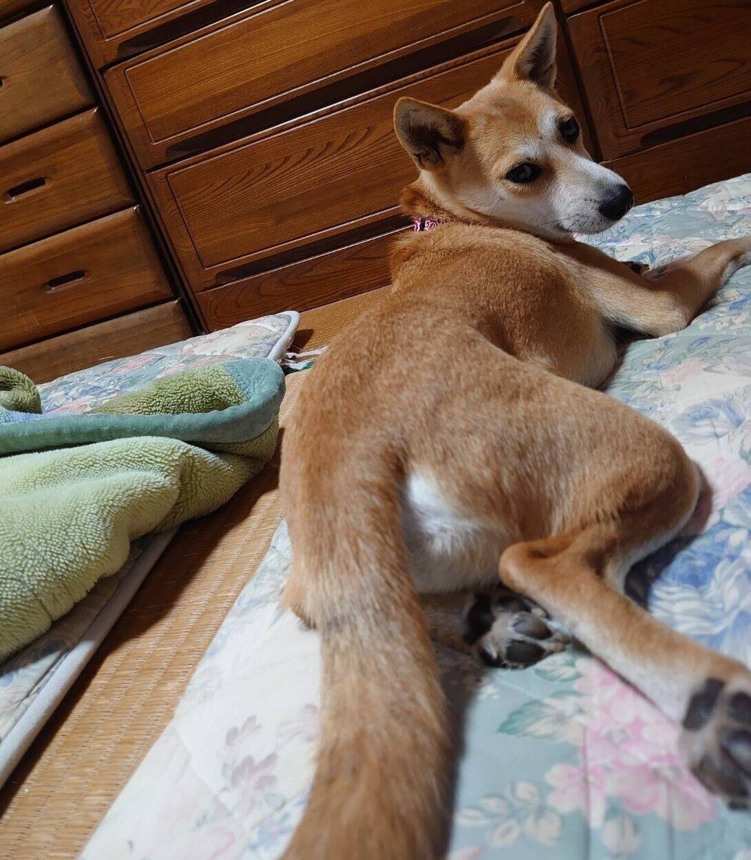 お迎えして3カ月が経ったころのアキラくん