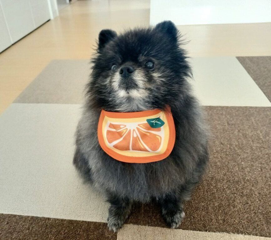 おすわりするどん吉くん