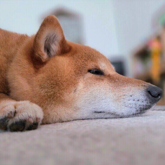 おはぎ  柴