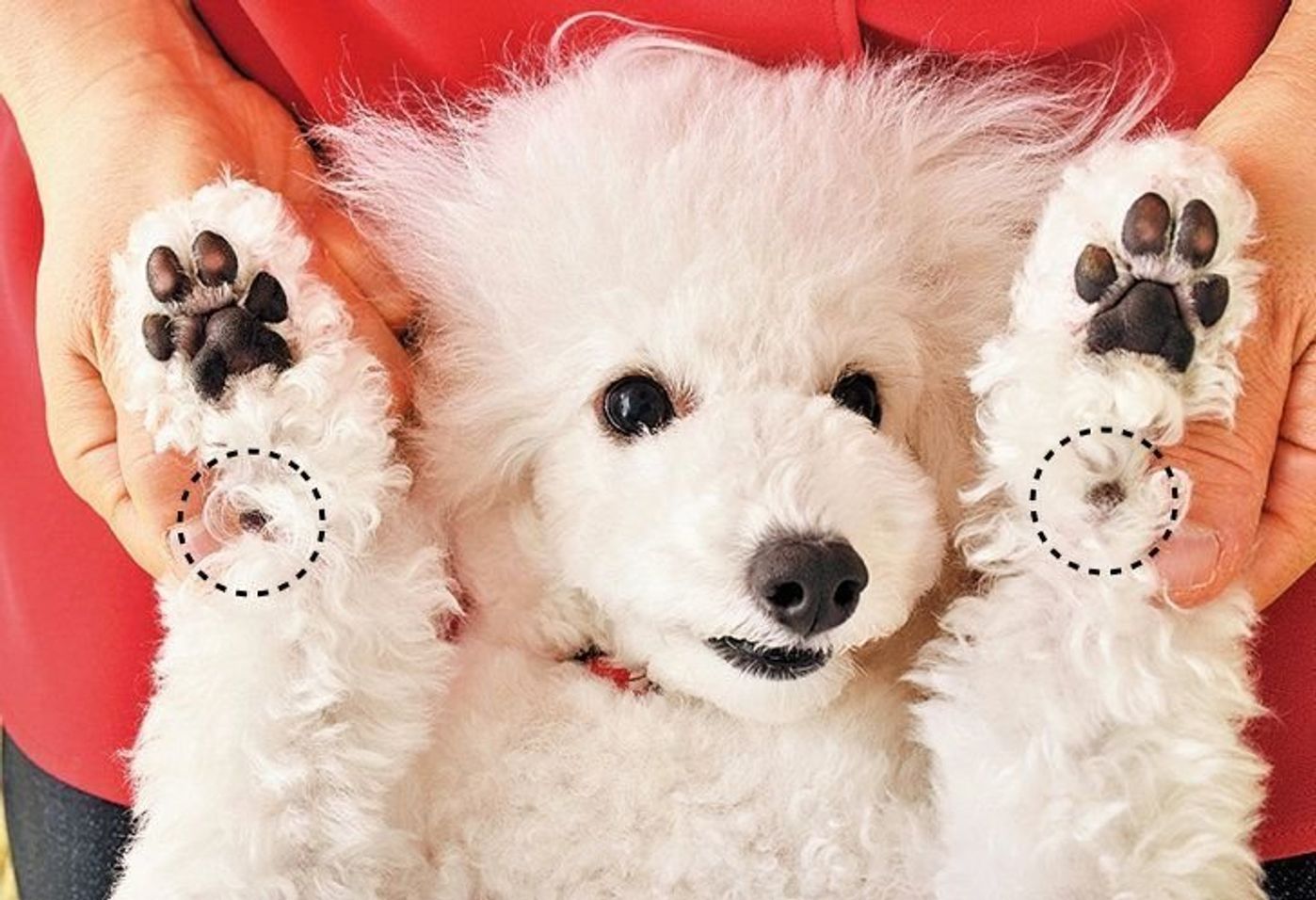 肉球はいくつある 意外と知らない犬にまつわる数字クイズ いぬのきもちweb Magazine 肉球はいくつある 意外と知らない犬にまつわる数字クイズ いぬのきもちweb Magazine