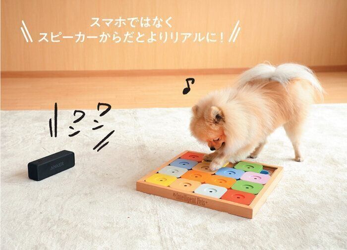 おもちゃで遊ぶポメラニアン