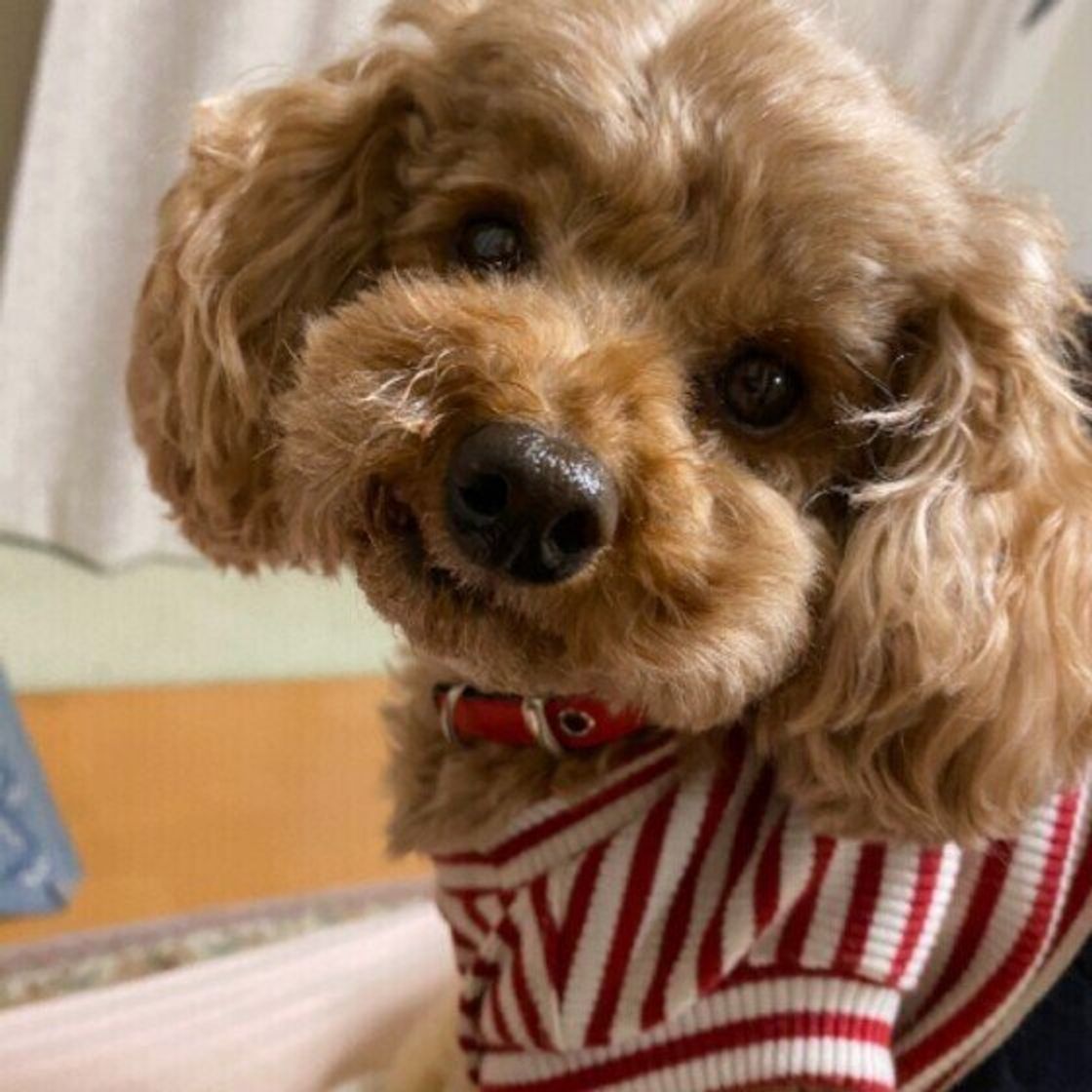メスなのに足を上げてオシッコ 二足立ちでウンチ 犬のトイレにまつわる疑問 いぬのきもちweb Magazine メスなのに足を上げてオシッコ 二足立ちでウンチ 犬のトイレにまつわる疑問 いぬのきもちweb Magazine