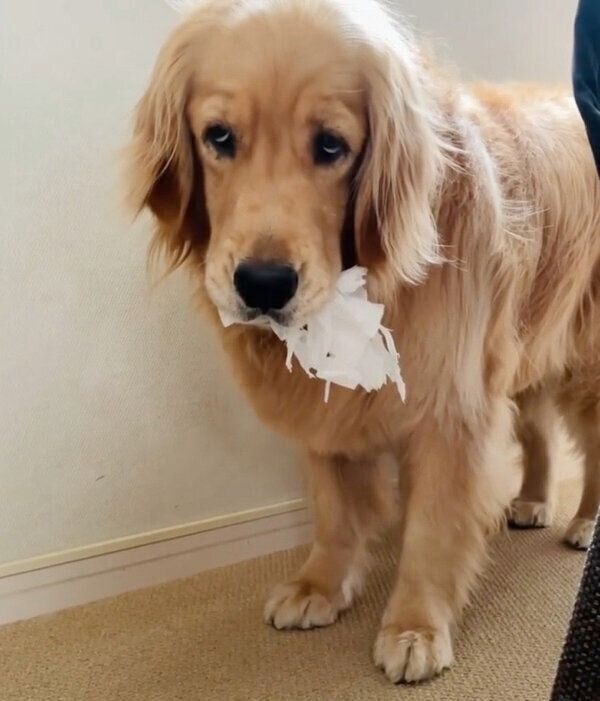 罪を被るコメちゃん