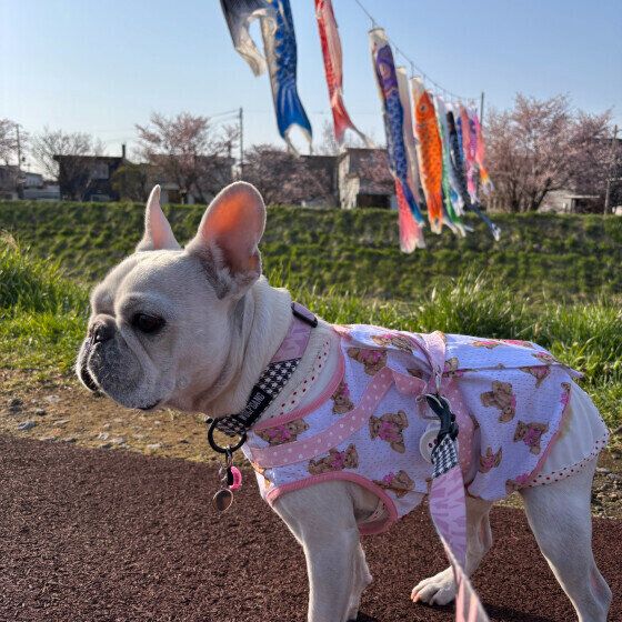 フレンチ・ブルドッグのこころちゃん