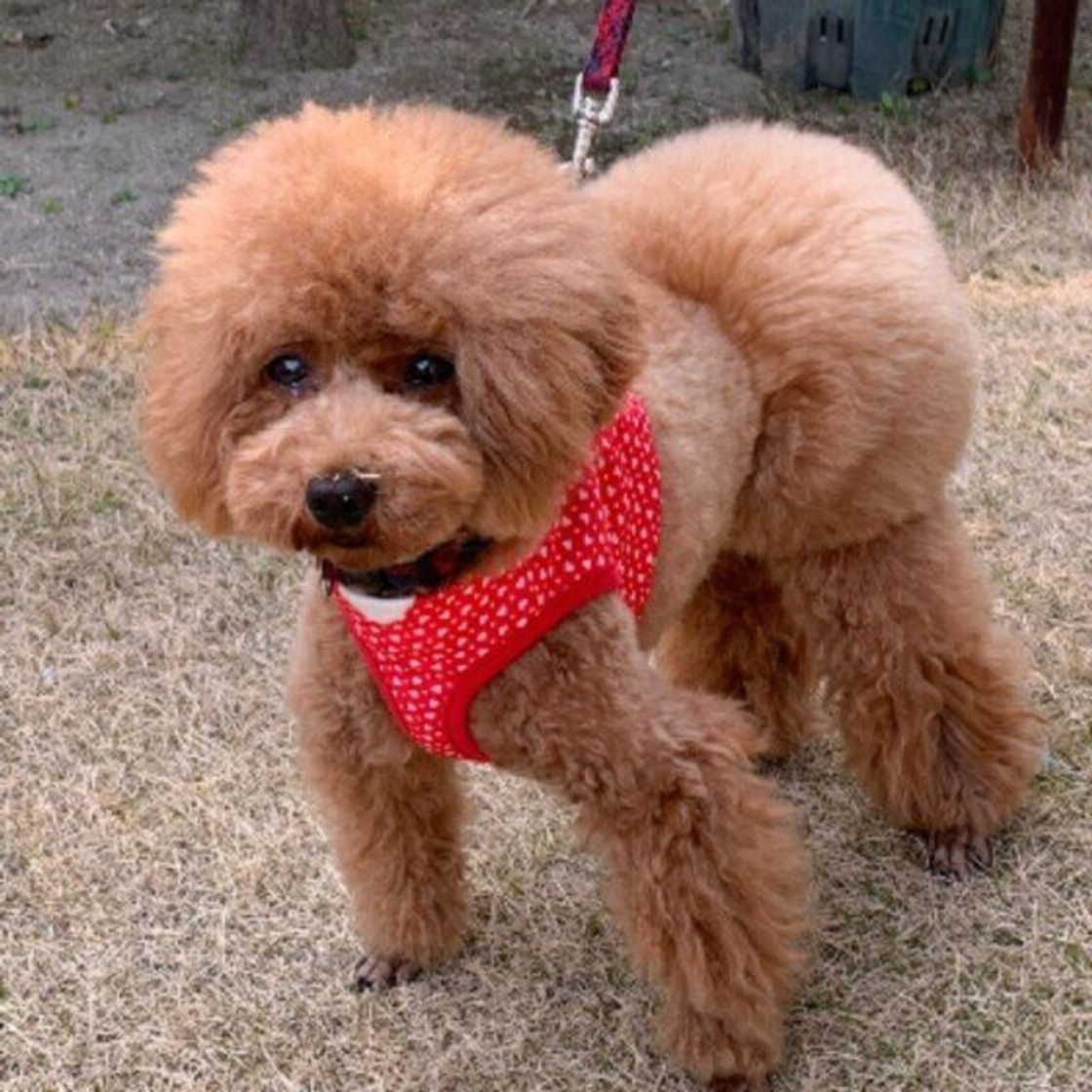 犬が散歩中に突然立ち止まる なぜ 散歩拒否 しやすい犬には4つの傾向も 獣医師解説 いぬのきもちweb Magazine 犬が散歩中に突然立ち止まる なぜ 散歩拒否 しやすい犬には4つの傾向も 獣医師解説 いぬのきもちweb Magazine