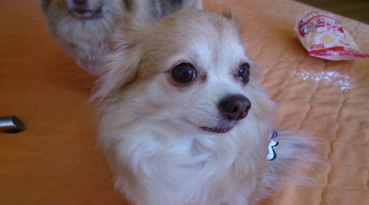 どのワンコがイタズラしたの 衝撃すぎる展開に大爆笑 ヾ ノ いぬのきもちweb Magazine どのワンコがイタズラしたの 衝撃すぎる展開に大爆笑 ヾ ノ いぬのきもちweb Magazine