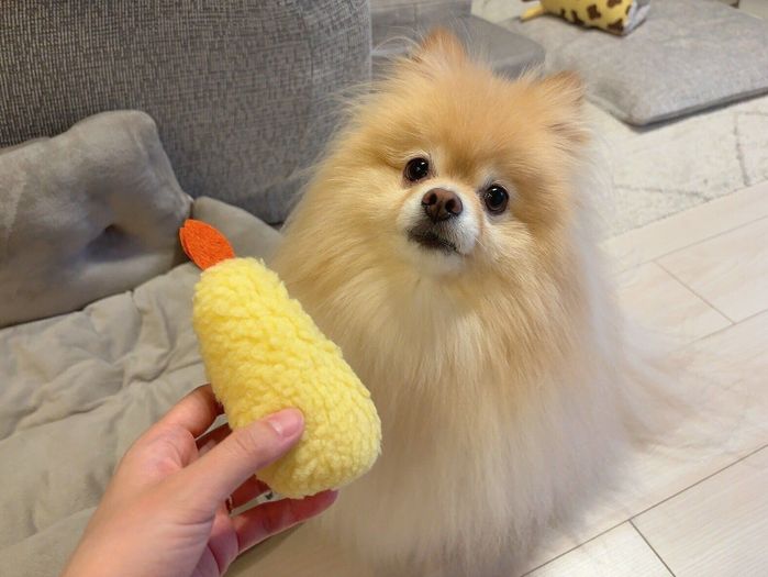 エビフライのおもちゃとポメラニアン