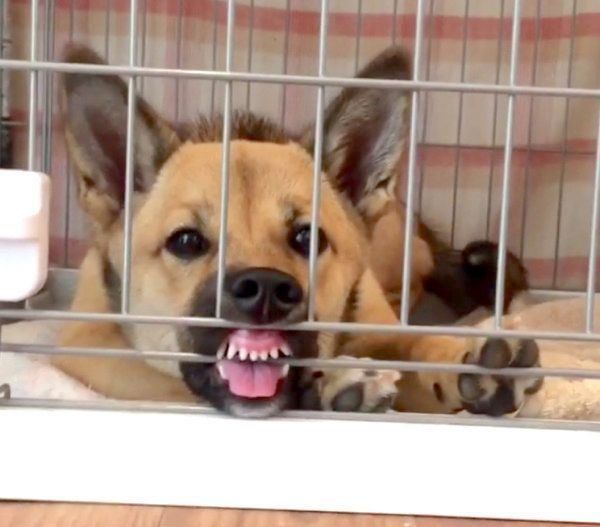 変顔するあずきちゃん