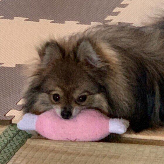 おもちゃで遊ぶポメラニアン