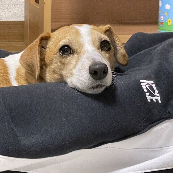 ジャック・ラッセル・テリアのふうちゃん♪