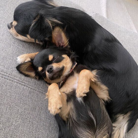 仲良くくっつきながらお昼寝中