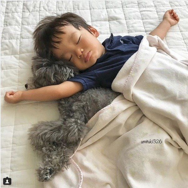 トイ・プードルと男の子