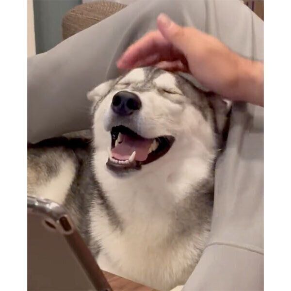 ナデナデしてもらうモモちゃん