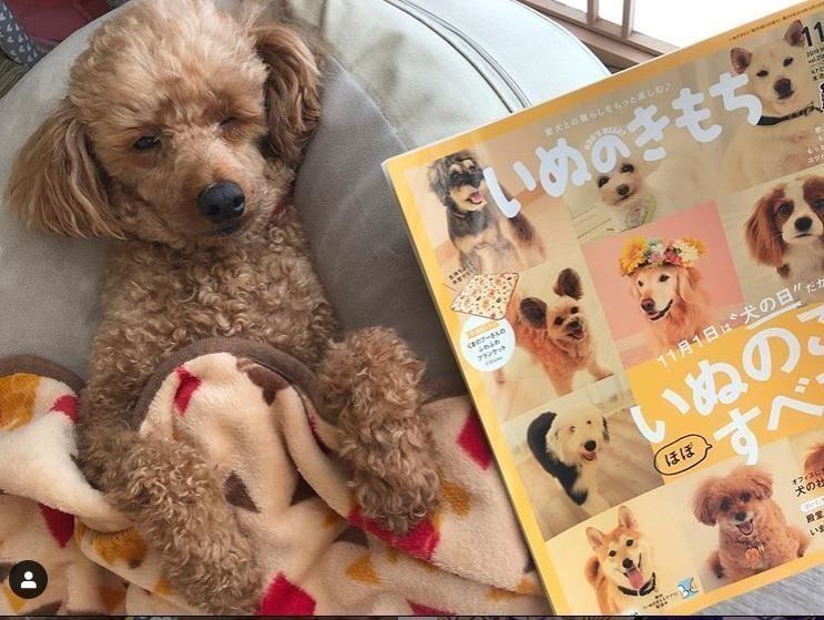 「いぬのきもち」とトイ・プードル