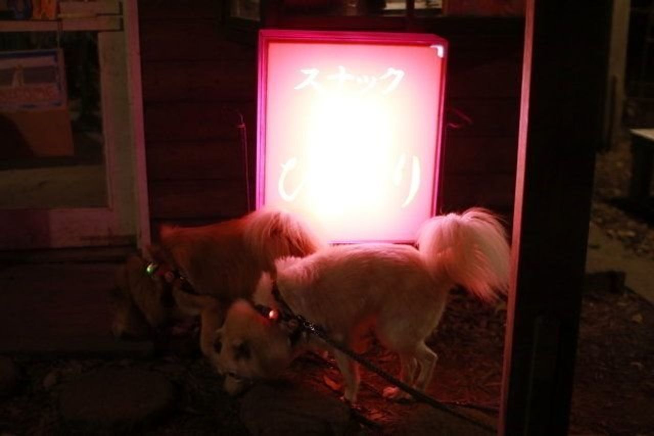 犬と行ける秘密の居酒屋 穴澤賢の犬のはなし いぬのきもちweb Magazine 犬と行ける秘密の居酒屋 穴澤賢の犬のはなし いぬのきもちweb Magazine