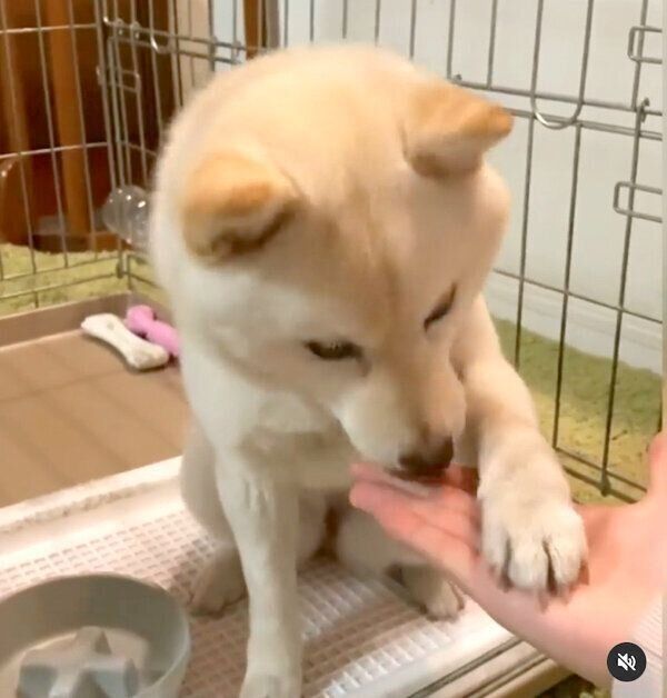 初めてオテをしたモチ代さん