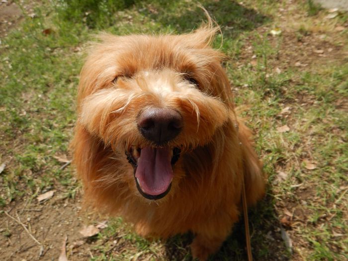 連載「こぐま犬てんすけ」