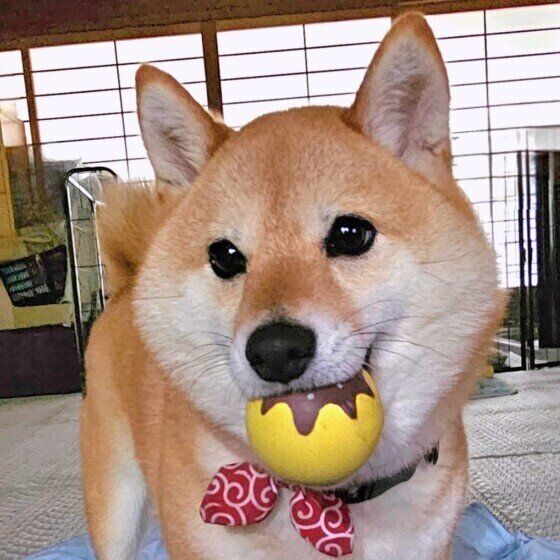 たこ焼きのボールを持ってきた柴犬 いぬのきもち