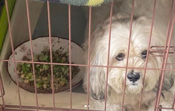 見つめるうーきーちゃん