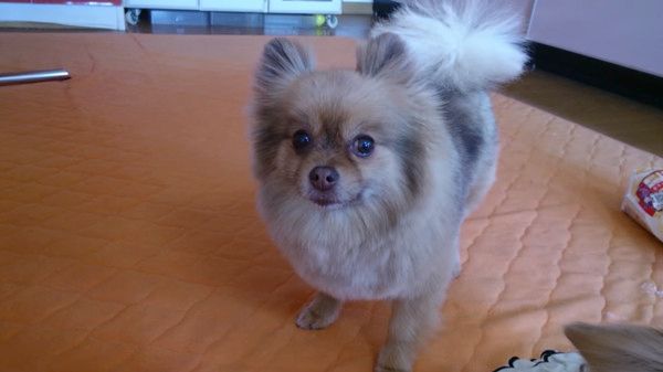 バレバレすぎるいたずらをする犬