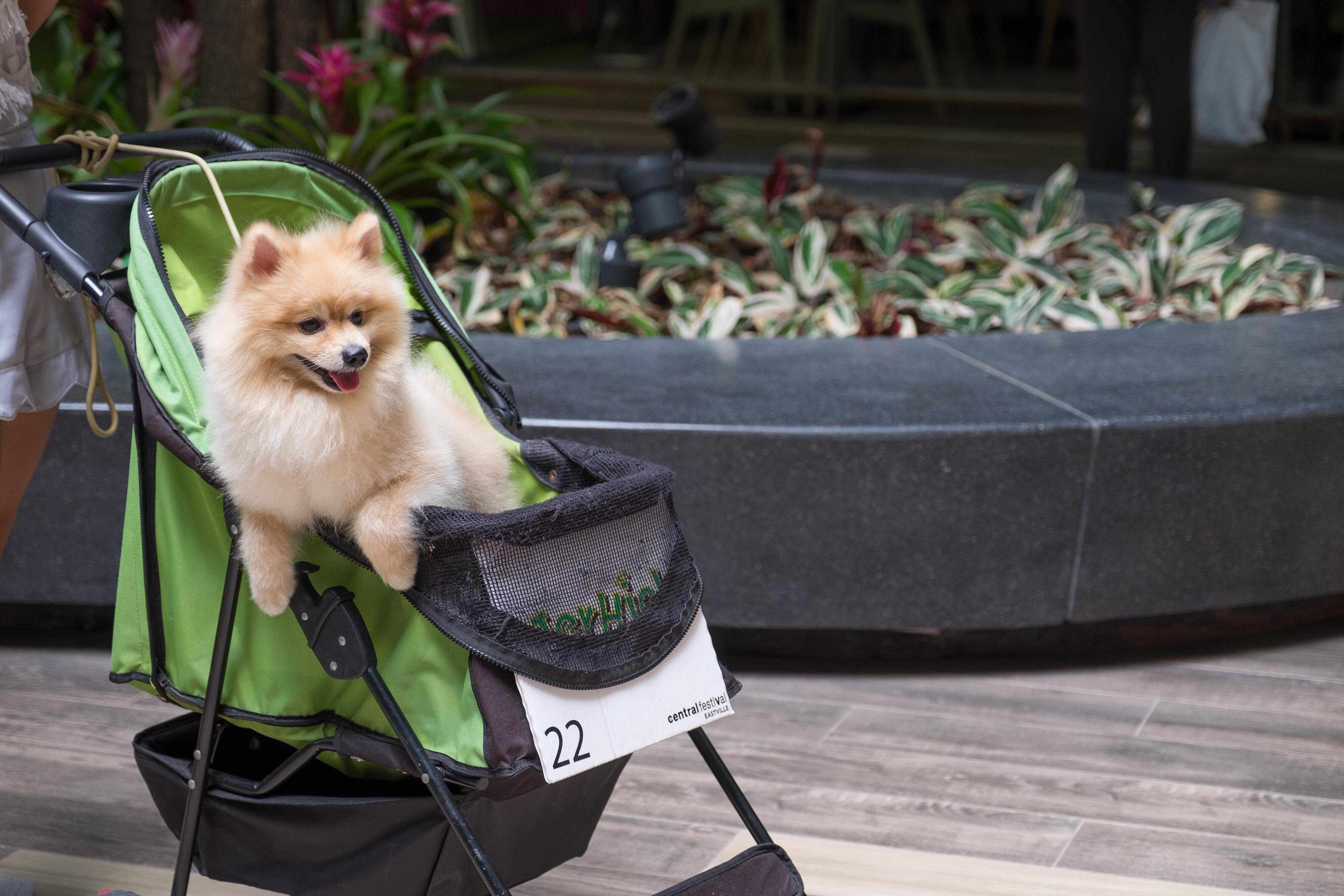 ペットカートに乗るポメラニアン