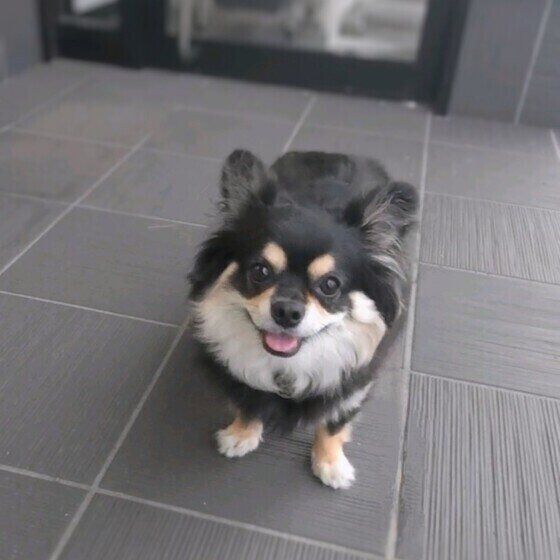 お出迎えするチワワのばぶくん