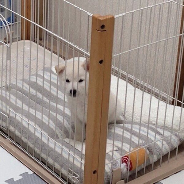 生後3カ月の頃のもち吉くん