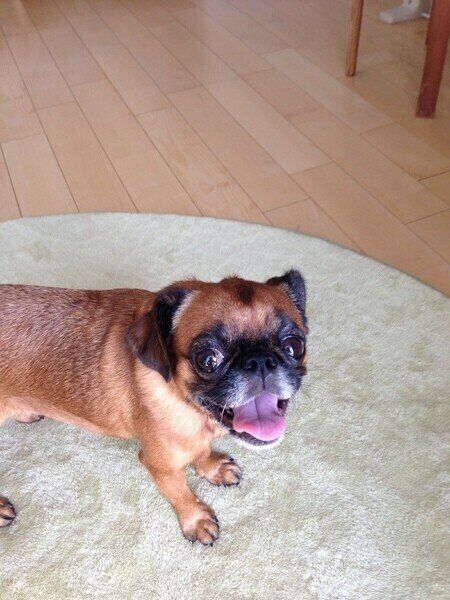 プチ・ブラバンソン