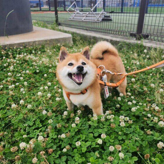 楽しそうな表情の柴犬