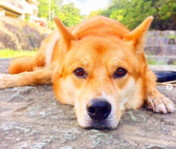 伏せをする福くん