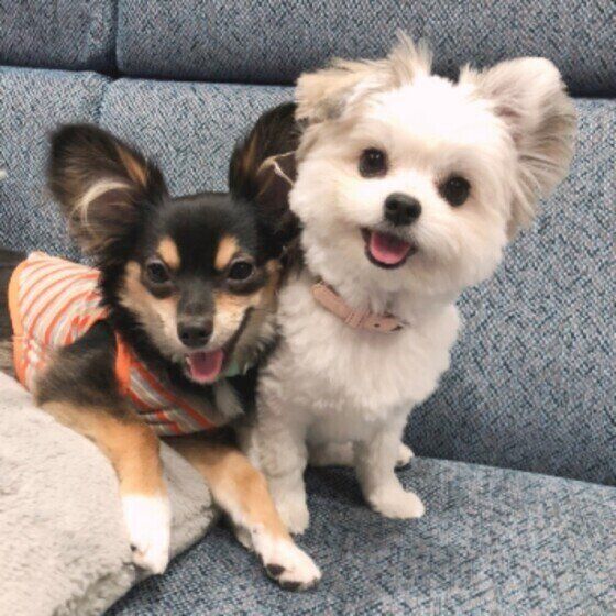 攻撃的な犬ってどんな犬？実は怖がりで威嚇している場合も いぬのきもち