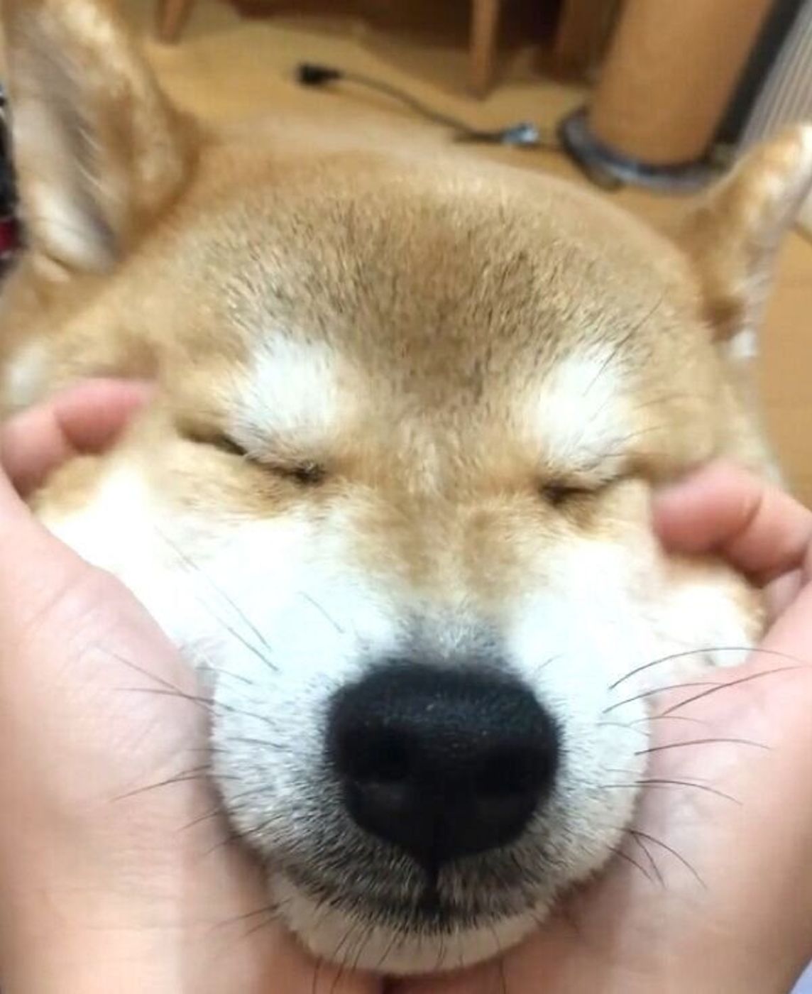 こんな顔を見せられたらお仕事行けない 幸せ感 がハンパじゃない柴犬にほっこり いぬのきもちweb Magazine こんな顔を見せられたらお仕事行けない 幸せ感 がハンパじゃない柴犬にほっこり いぬのきもちweb Magazine