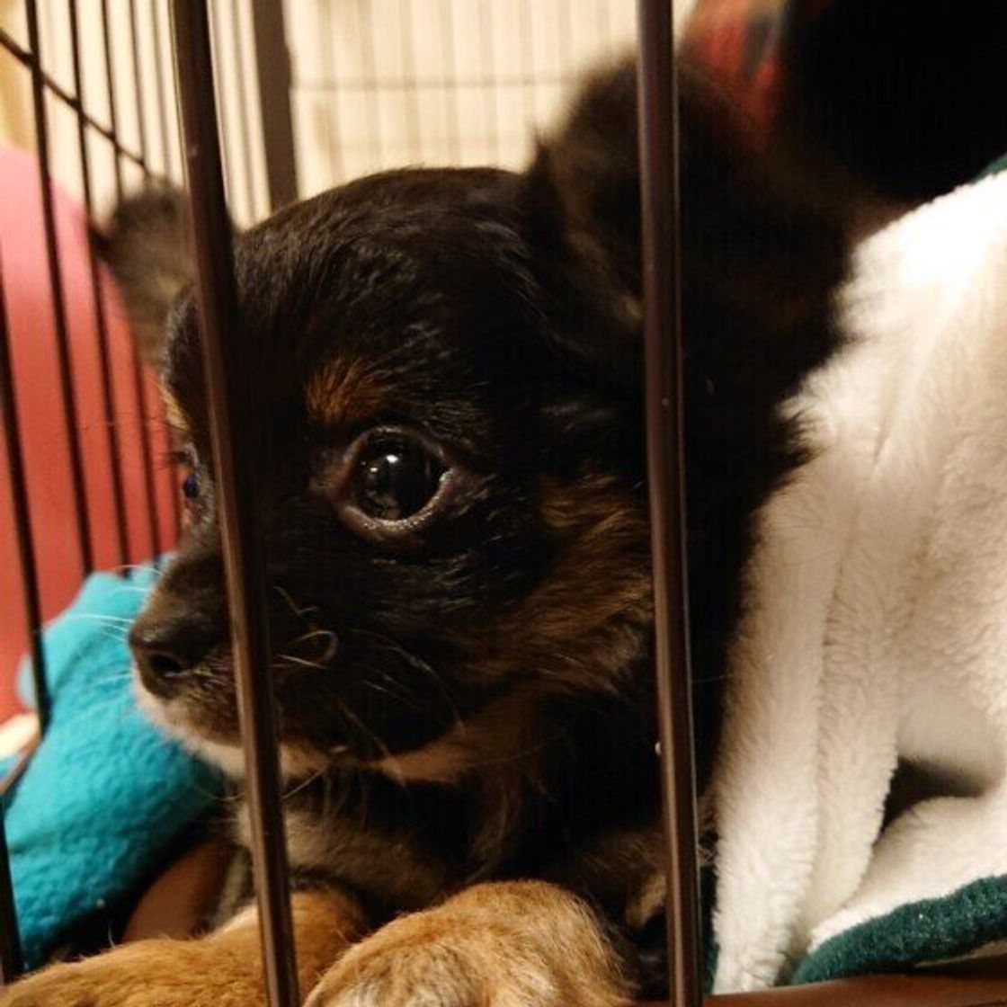 地震が発生したときに犬が見せた行動 を調査 慌ててしまう犬も いぬのきもちweb Magazine 地震が発生したときに犬が見せた行動 を調査 慌ててしまう犬も いぬのきもちweb Magazine