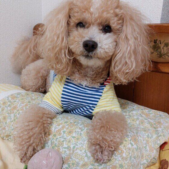 おもちゃで遊ぶトイ・プードル