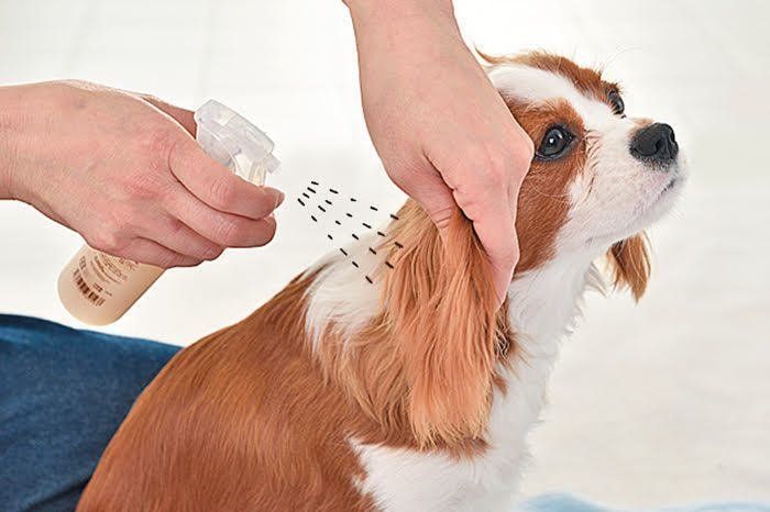 犬のブラッシングスプレー